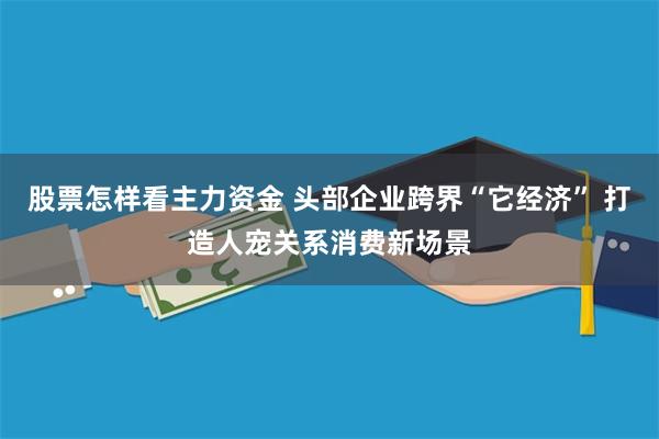 股票怎样看主力资金 头部企业跨界“它经济” 打造人宠关系消费新场景